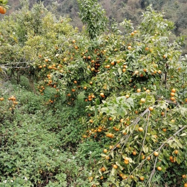 隆林沃柑