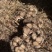 云南高山林下种植新鲜虎掌菌现采现发基地溯源直发