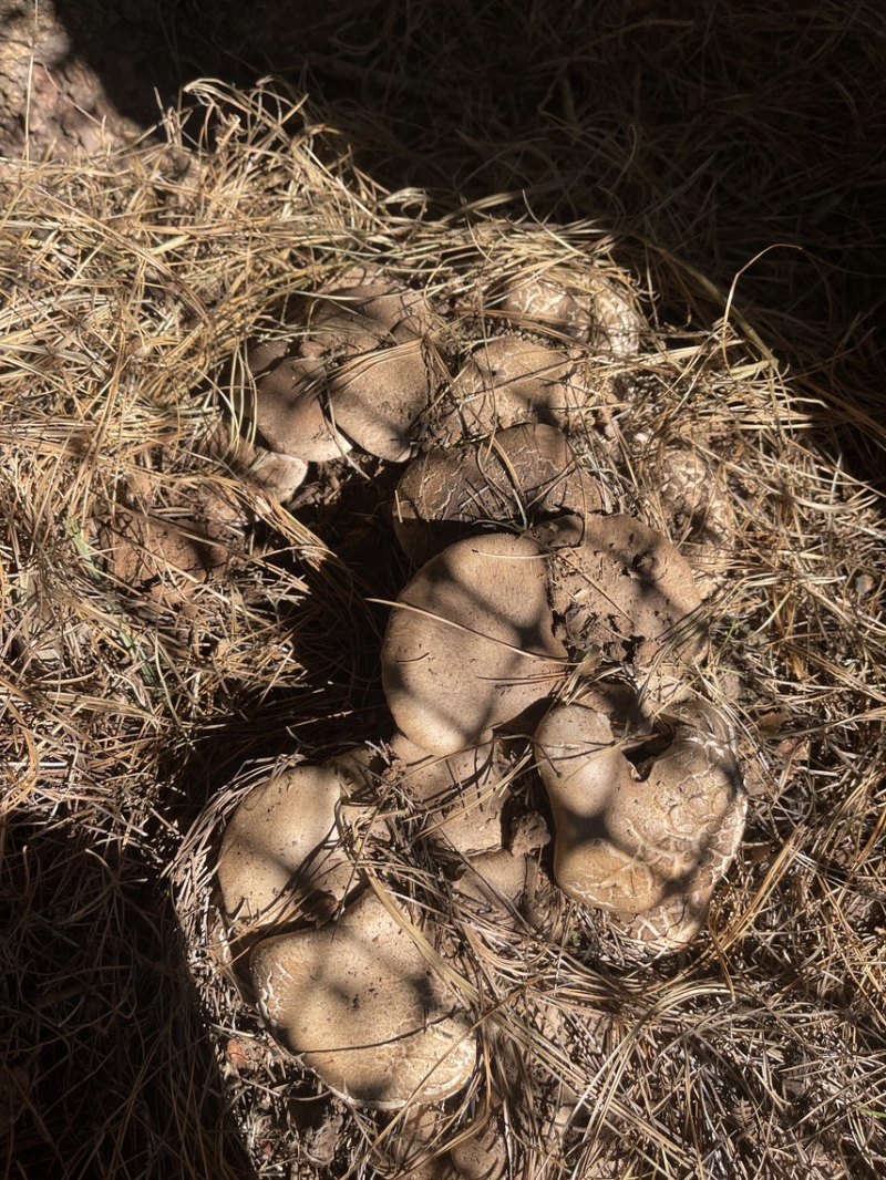 云南高山林下种植新鲜虎掌菌现采现发基地溯源直发