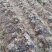 云南高山林下种植新鲜虎掌菌现采现发基地溯源直发