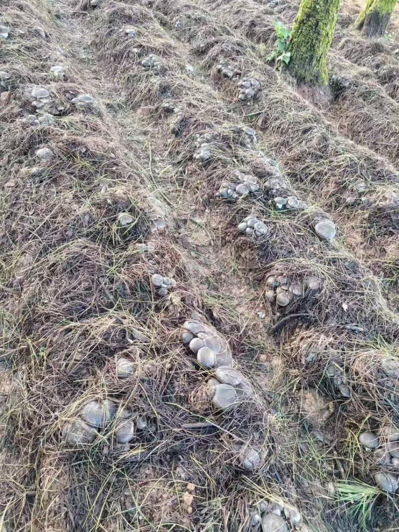 云南高山林下种植新鲜虎掌菌现采现发基地溯源直发