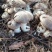 云南高山林下种植新鲜虎掌菌现采现发基地溯源直发
