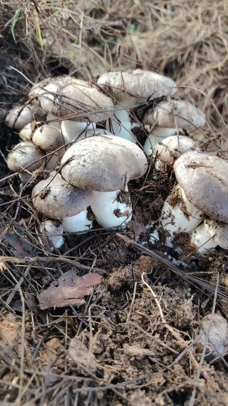 云南高山林下种植新鲜虎掌菌现采现发基地溯源直发
