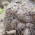 云南高山林下种植新鲜虎掌菌现采现发基地溯源直发
