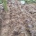云南高山林下种植新鲜虎掌菌现采现发基地溯源直发