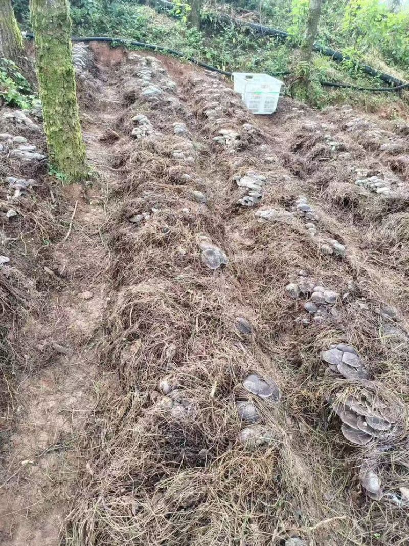 云南高山林下种植新鲜虎掌菌现采现发基地溯源直发