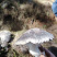 云南高山林下种植新鲜虎掌菌现采现发基地溯源直发