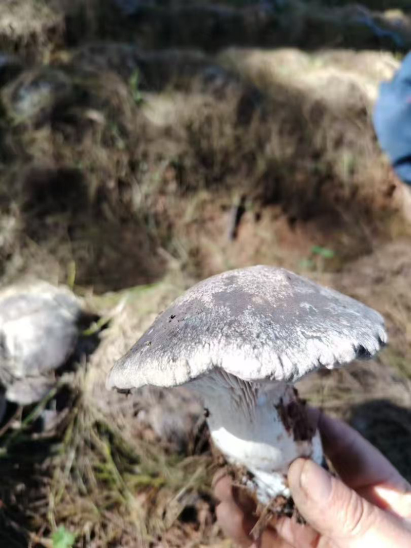 云南高山林下种植新鲜虎掌菌现采现发基地溯源直发