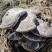 云南高山林下种植新鲜虎掌菌现采现发基地溯源直发