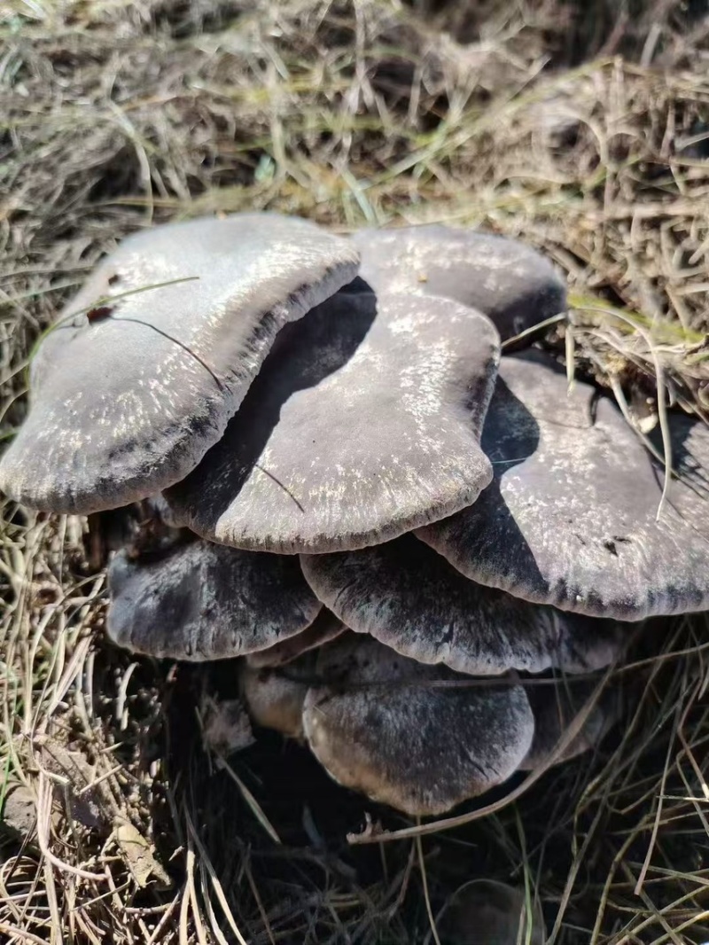 云南高山林下种植新鲜虎掌菌现采现发基地溯源直发