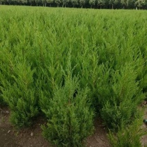 塔柏苗圃直发，保质保量，价格便宜，诚信经营，欢迎来电
