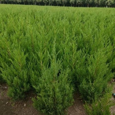 塔柏苗圃直发，保质保量，价格便宜，诚信经营，欢迎来电