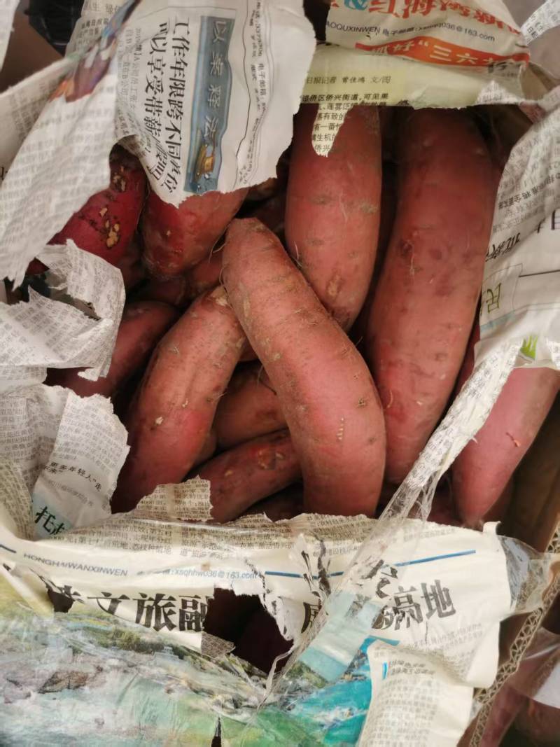 西瓜红红薯
