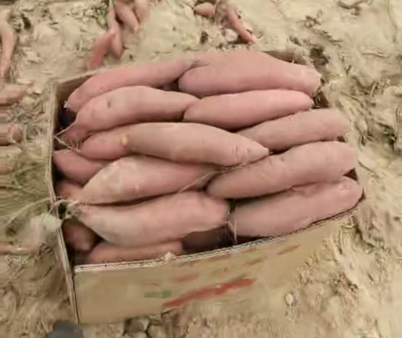 西瓜红红薯