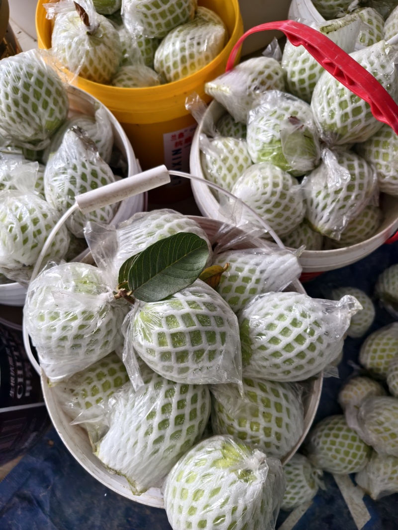 珍珠白番石榴