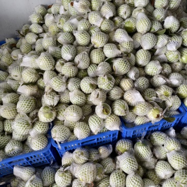 珍珠白番石榴