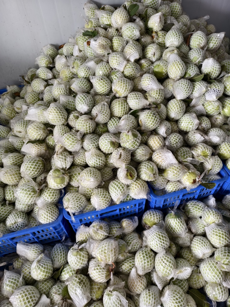 珍珠白番石榴