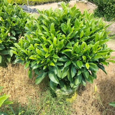 非洲茉莉