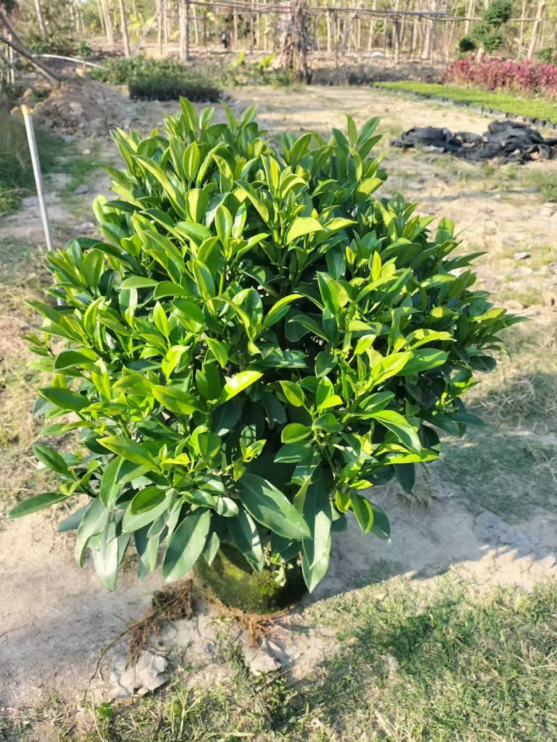 非洲茉莉
