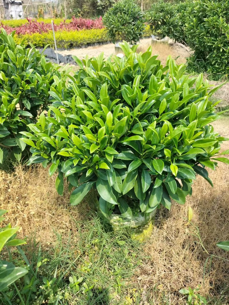 非洲茉莉