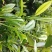 手工采摘单丛茶