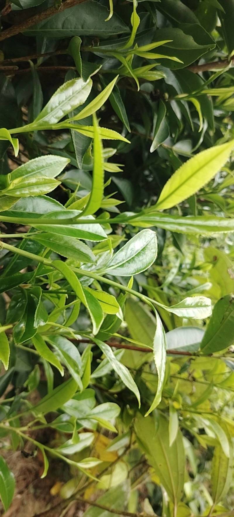 手工采摘单丛茶