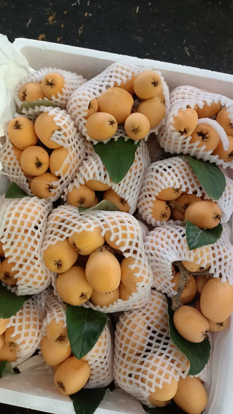 枇杷