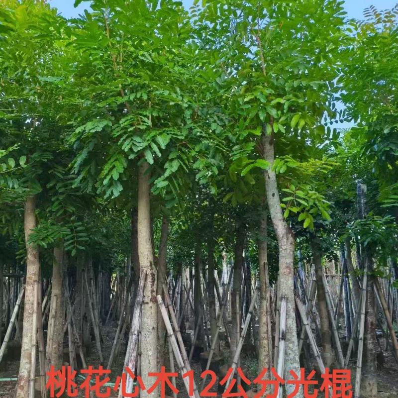 桃花心木