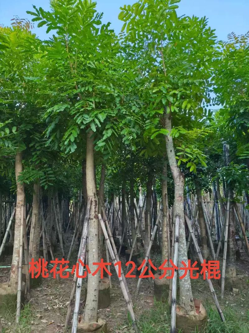 桃花心木