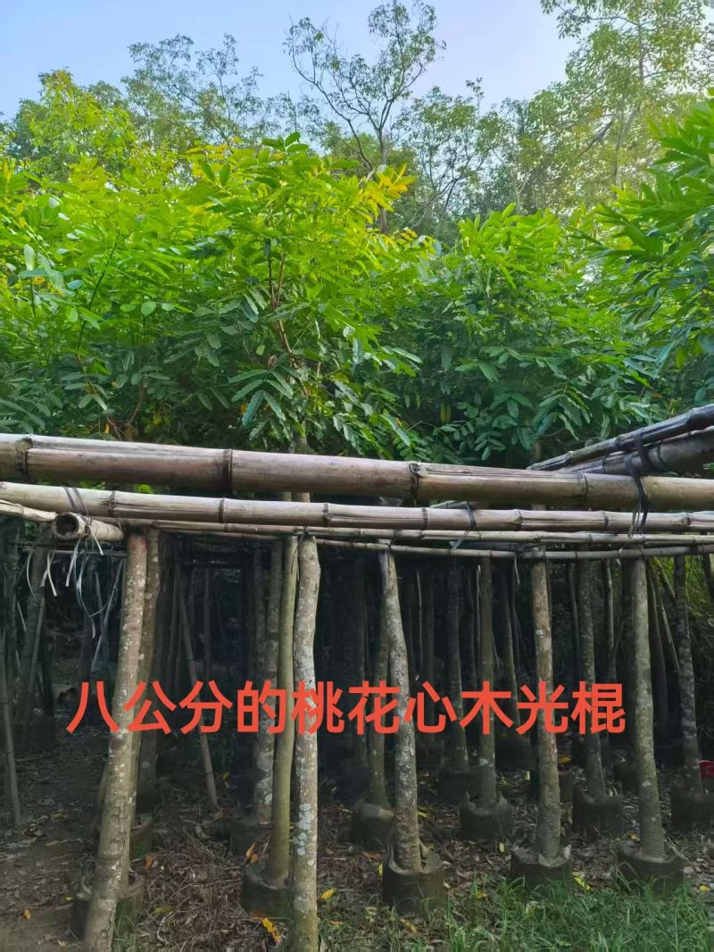 桃花心木