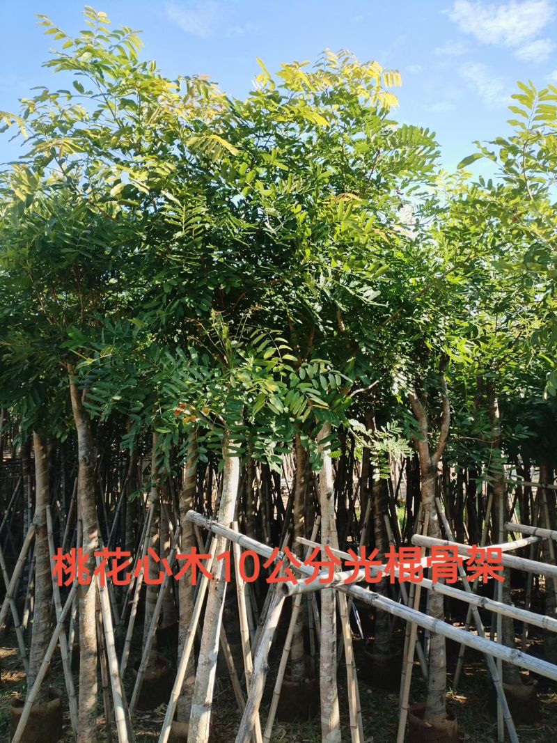 桃花心木