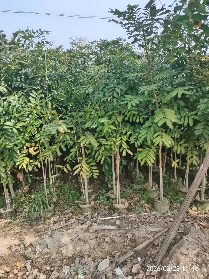 桃花心木