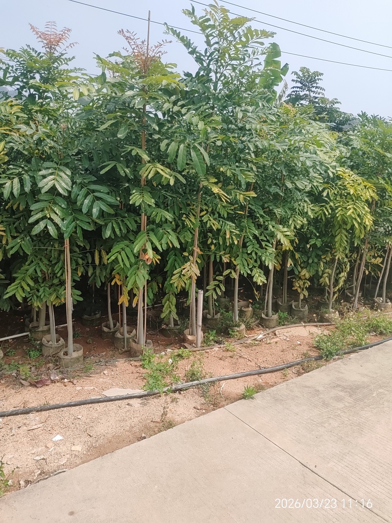桃花心木