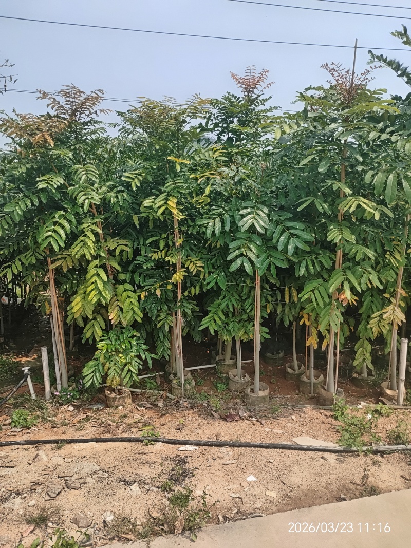 桃花心木