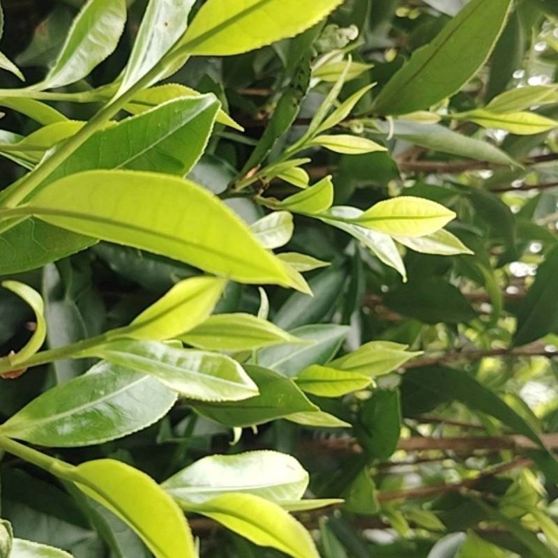 手工采摘单丛茶