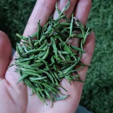 江山绿牡丹茶叶明前龙井白茶