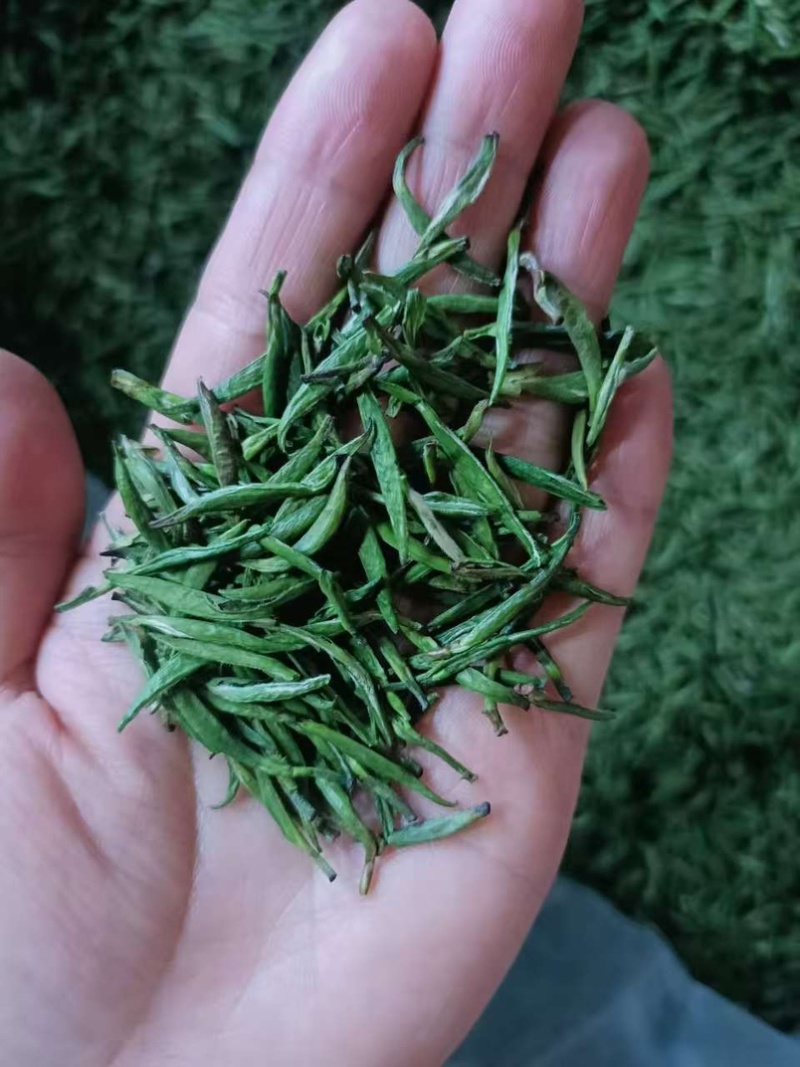 江山绿牡丹茶叶明前龙井白茶