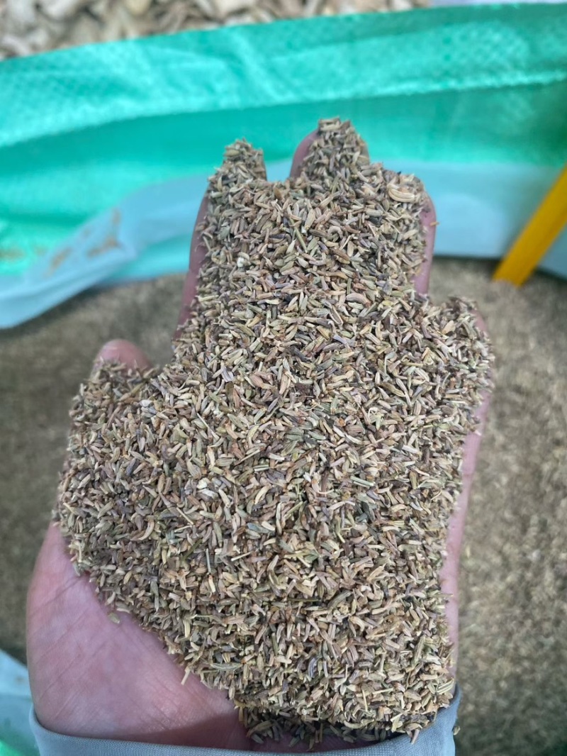 小茴香娃子，打粉神器