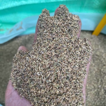 小茴香娃子，打粉神器
