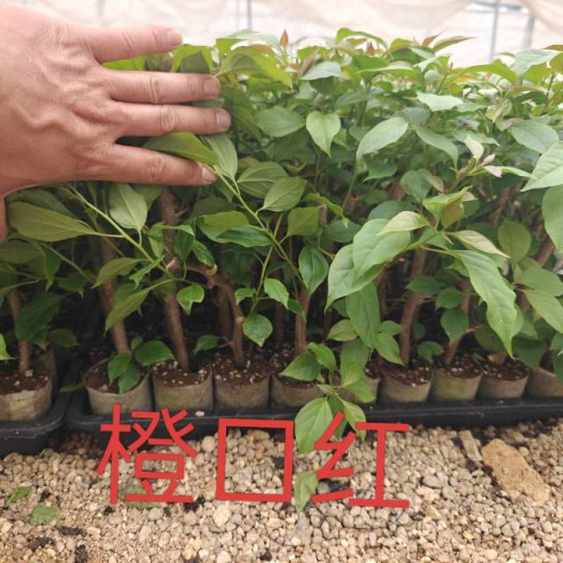 红樱，绿樱，不甜西瓜，金色光辉，暗般丽人，黄白，个类电商，