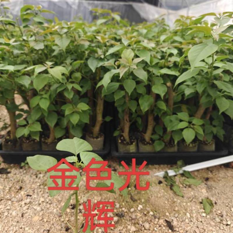 红樱，绿樱，不甜西瓜，金色光辉，暗般丽人，黄白，个类电商，
