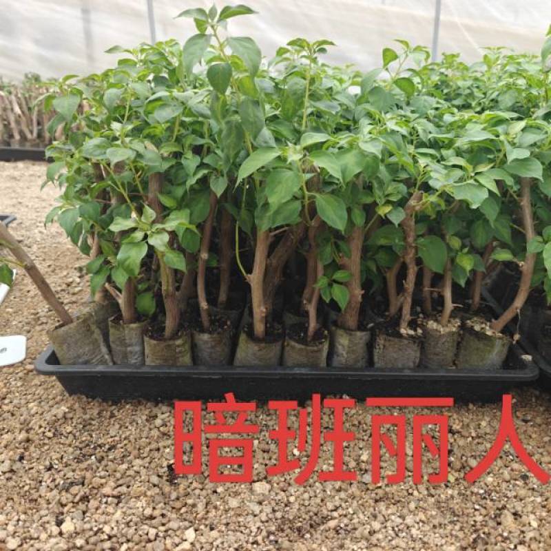红樱，绿樱，不甜西瓜，金色光辉，暗般丽人，黄白，个类电商，