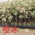 红樱，绿樱，不甜西瓜，金色光辉，暗般丽人，黄白，个类电商，