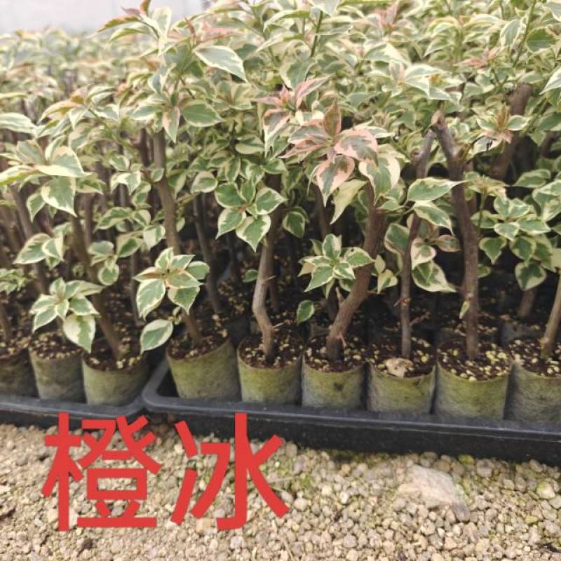 红樱，绿樱，不甜西瓜，金色光辉，暗般丽人，黄白，个类电商，