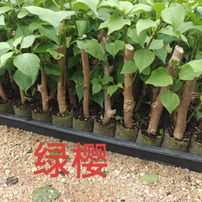 红樱，绿樱，不甜西瓜，金色光辉，暗般丽人，黄白，个类电商，