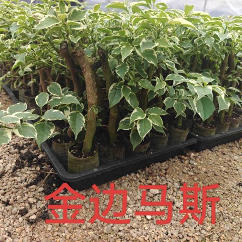红樱，绿樱，不甜西瓜，金色光辉，暗般丽人，黄白，个类电商，