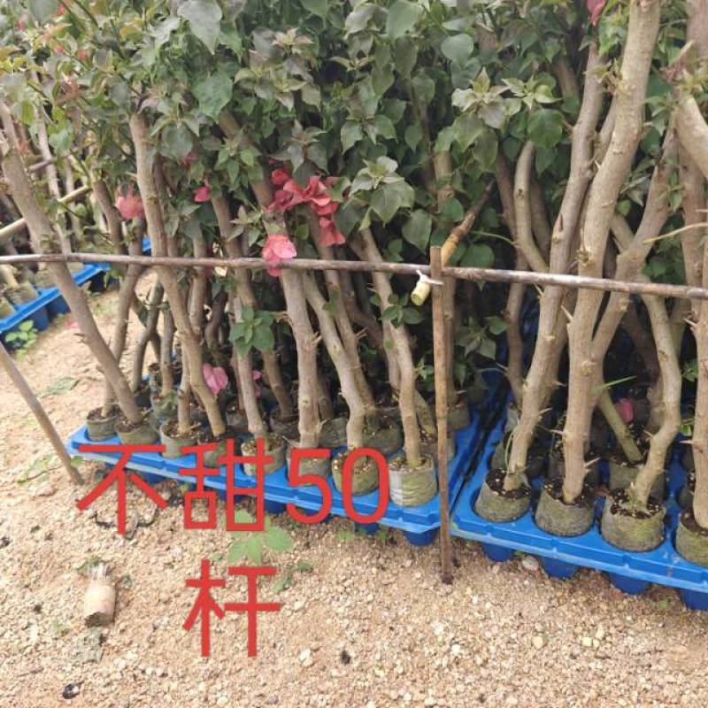 红樱，绿樱，不甜西瓜，金色光辉，暗般丽人，黄白，个类电商，