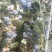 正宗澄江蓝莓批发（自家基地）欢迎实地考察