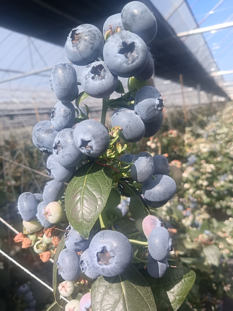 正宗澄江蓝莓批发（自家基地）欢迎实地考察