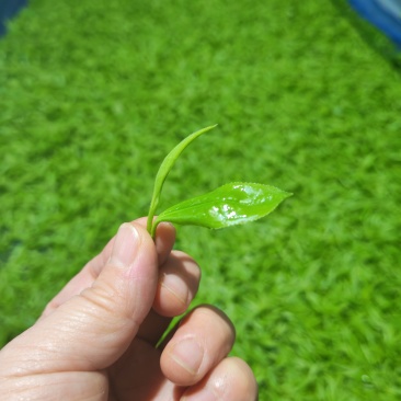 湘西黄金茶（绿茶，红茶）